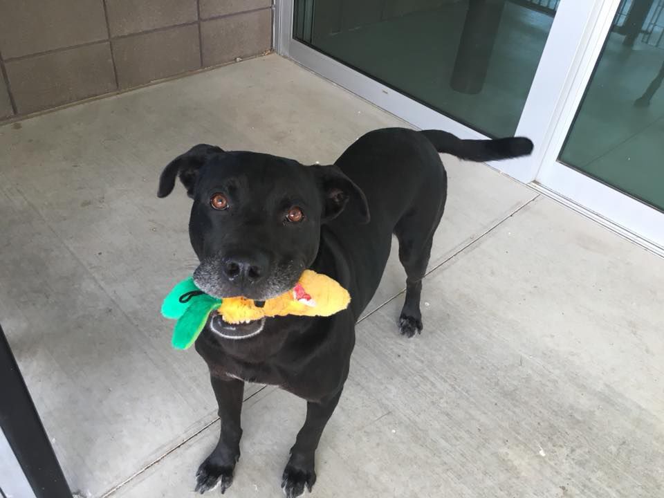 Adopt a friend: Altair